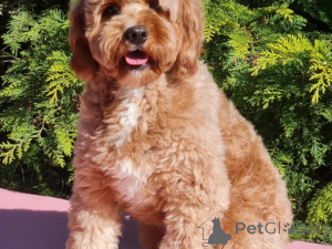 Foto №4. Ich werde verkaufen mischlingshund in der Stadt Leipzig. quotient 	ankündigung - preis - 500€