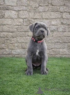 Foto №2 zu Ankündigung № 163063 zu verkaufen cane corso italiano - einkaufen Serbien 