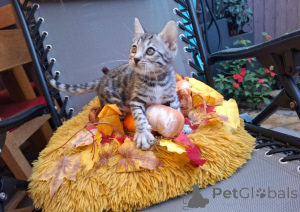 Foto №1. bengal katzenrasse - zum Verkauf in der Stadt Helsinki | 550€ | Ankündigung № 164374