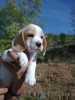 Foto №1. beagle - zum Verkauf in der Stadt Berlin | 404€ | Ankündigung № 128327