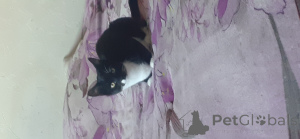 Foto №1. britisch kurzhaar - zum Verkauf in der Stadt London Borough of Haringey | 50€ | Ankündigung № 143764