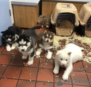 Foto №2 zu Ankündigung № 130480 zu verkaufen siberian husky - einkaufen Frankreich 