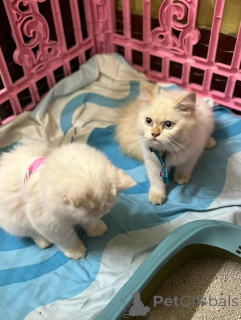 Foto №4. Ich werde verkaufen perserkatze in der Stadt Helsinki. quotient 	ankündigung, aus dem tierheim - preis - 550€