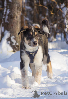 Foto №1. mischlingshund - zum Verkauf in der Stadt Chimki | Frei | Ankündigung № 165827