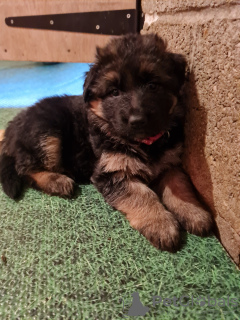 Foto №4. Ich werde verkaufen deutscher schäferhund in der Stadt Melbourne. quotient 	ankündigung - preis - 691€