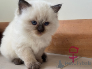 Foto №1. ragdoll-katze - zum Verkauf in der Stadt Christchurch | 350€ | Ankündigung № 151108