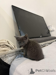 Foto №1. russisch blau - zum Verkauf in der Stadt Antwerpen | Frei | Ankündigung № 154077