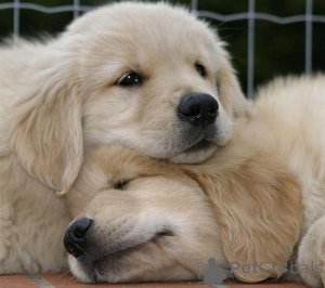 Foto №2 zu Ankündigung № 159554 zu verkaufen golden retriever - einkaufen Australien quotient 	ankündigung