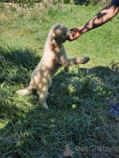 Foto №1. lagotto romagnolo - zum Verkauf in der Stadt Târgu Mureș | verhandelt | Ankündigung № 110018