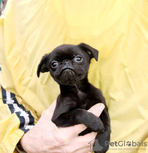 Foto №2 zu Ankündigung № 124029 zu verkaufen petit brabançon - einkaufen Lettland quotient 	ankündigung