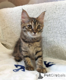 Foto №3. Kleiner Streifenluchs sucht ein Zuhause. Russische Föderation