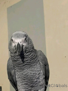 Foto №3. Junge und Erwachsene, zu Hause trainiert, von Hand gezähmt, vom Tierarzt. USA