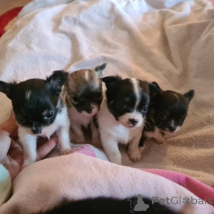 Foto №1. chihuahua - zum Verkauf in der Stadt Berlin | verhandelt | Ankündigung № 164287