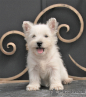 Zusätzliche Fotos: West Highland White Terrier Welpe weiblich