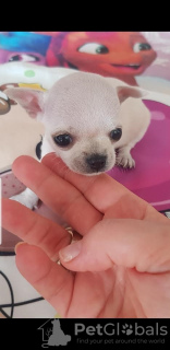 Foto №3. Prinzessin Mini-Chihuahua. Serbien