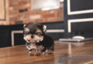 Foto №3. Teacup Yorkie-Welpen verfügbar. Finnland