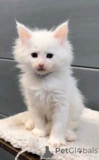 Foto №2 zu Ankündigung № 137223 zu verkaufen perserkatze - einkaufen Deutschland züchter