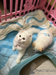 Foto №3. Süße, entzückende kleine Perserkatze zum Verkauf. Kontaktieren Sie WhatsApp. Finnland
