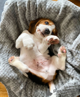 Foto №4. Ich werde verkaufen beagle in der Stadt Котка. quotient 	ankündigung - preis - 389€