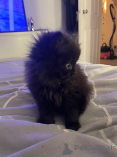 Foto №1. exotische kurzhaarkatze - zum Verkauf in der Stadt Paris | 350€ | Ankündigung № 166785