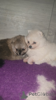 Foto №1.  - zum Verkauf in der Stadt Anderlecht | 800€ | Ankündigung № 161706