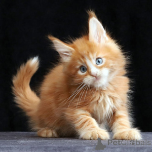 Foto №2 zu Ankündigung № 156674 zu verkaufen maine-coon-katze - einkaufen Deutschland 