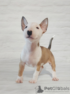 Foto №2 zu Ankündigung № 33538 zu verkaufen bullterrier - einkaufen Polen 