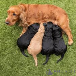 Foto №1. amerikanischer cocker spaniel - zum Verkauf in der Stadt Brüssel | 700€ | Ankündigung № 158164