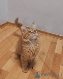 Foto №4. Ich werde verkaufen maine-coon-katze in der Stadt Berlin. vom kindergarten - preis - 385€