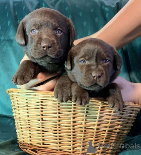 Foto №3. Reservieren Sie reinrassige Labrador Retriever Welpen. Weißrussland