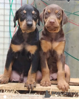 Foto №2 zu Ankündigung № 132700 zu verkaufen  - einkaufen Niederlande züchter
