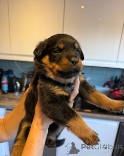 Foto №2 zu Ankündigung № 175406 zu verkaufen rottweiler - einkaufen Litauen quotient 	ankündigung, züchter