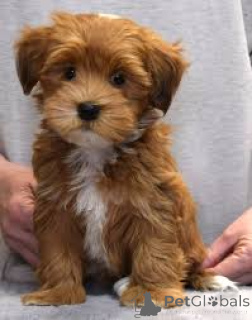 Foto №1. havaneser - zum Verkauf in der Stadt Berlin | verhandelt | Ankündigung № 136848