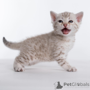 Foto №2 zu Ankündigung № 159291 zu verkaufen bengal katzenrasse - einkaufen Schweden aus dem tierheim