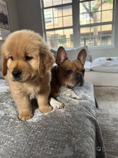 Foto №1. golden retriever - zum Verkauf in der Stadt Berlin | verhandelt | Ankündigung № 154321