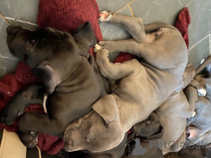 Foto №4. Ich werde verkaufen deutsche dogge in der Stadt Saint-Zhil. quotient 	ankündigung, züchter - preis - 1500€