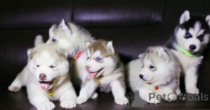 Foto №1. siberian husky - zum Verkauf in der Stadt Grunberg | verhandelt | Ankündigung № 162393