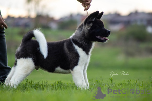 Foto №4. Ich werde verkaufen amerikanischer akita in der Stadt Belgrad. züchter - preis - 700€