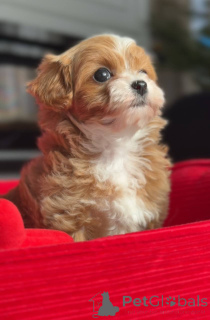 Foto №2 zu Ankündigung № 166821 zu verkaufen mischlingshund - einkaufen Deutschland züchter