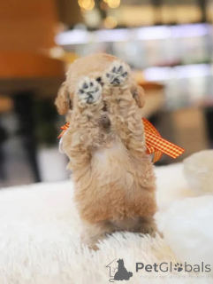 Foto №2 zu Ankündigung № 154337 zu verkaufen pudel (toy) - einkaufen USA züchter