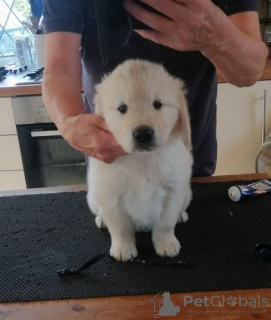 Foto №3. AKC 5 Generation Pedigree Golden Retriever Welpen *NUR FÜR JUNGEN UND MÄDCHEN*. USA