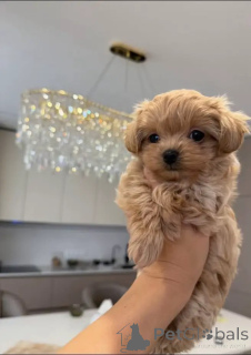 Foto №1. maltipu - zum Verkauf in der Stadt Salzburg | verhandelt | Ankündigung № 156283