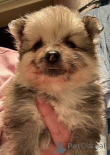 Foto №1. pommersche spitz - zum Verkauf in der Stadt Friedberg (Hessen) | 550€ | Ankündigung № 144561