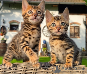 Foto №1. bengal katzenrasse - zum Verkauf in der Stadt Viel | verhandelt | Ankündigung № 170214