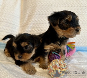 Foto №2 zu Ankündigung № 112307 zu verkaufen yorkshire terrier - einkaufen USA quotient 	ankündigung