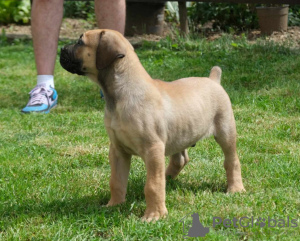 Foto №1. boerboel - zum Verkauf in der Stadt Belgrad | verhandelt | Ankündigung № 105130