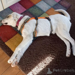 Foto №3. Mischlingshündin. Deutschland