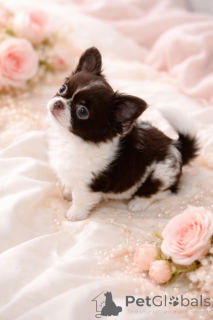 Foto №1. chihuahua - zum Verkauf in der Stadt Dnipro | 1000€ | Ankündigung № 165891