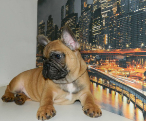 Foto №2 zu Ankündigung № 4730 zu verkaufen französische bulldogge - einkaufen Ukraine züchter