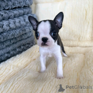 Foto №4. Ich werde verkaufen französische bulldogge in der Stadt Berlin. züchter - preis - 500€